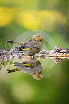 TheÃÂ European Greenfinch or justÃÂ GreenfinchÃÂ Chloris chloris